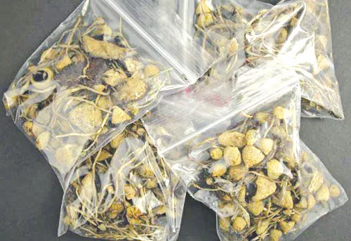 Cảnh giác với các loại ma túy mới  ảnh 1