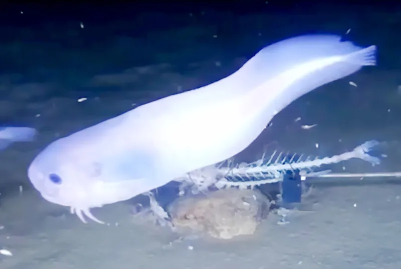 Phát hiện loài cá tan chảy khi rời khỏi biển sâu