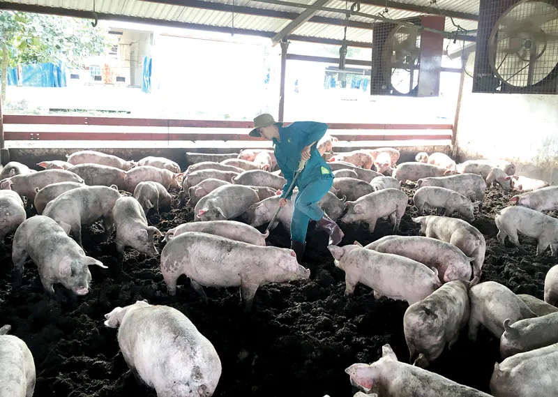 Đàn heo của Sagrifood được nuôi bằng thức ăn có pha thảo mộc thiên nhiên