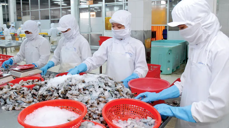 Chế biến tôm xuất khẩu sang thị trường Mỹ Latinh   Ảnh: THÀNH TRÍ 