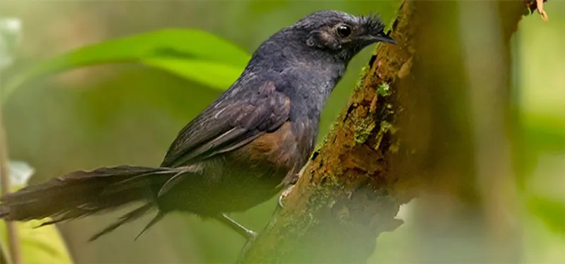 Phát hiện loài chim quý hiếm nhất hành tinh