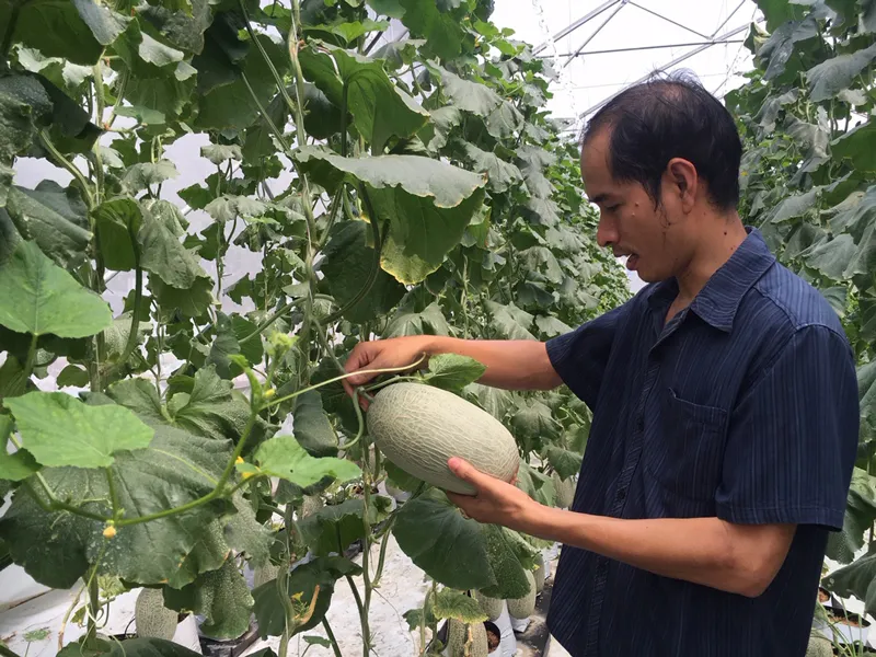 Nhà vườn sản xuất dưa lưới áp dụng công nghệ cao nhờ lưới điện phủ tới vùng canh tác