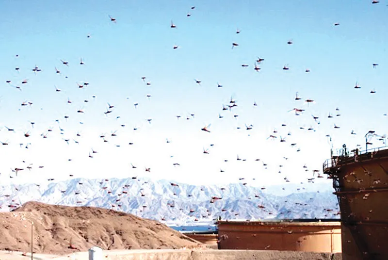 Châu chấu “hành hương”