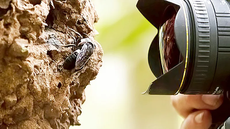 Phát hiện loài ong bị xem là tuyệt chủng