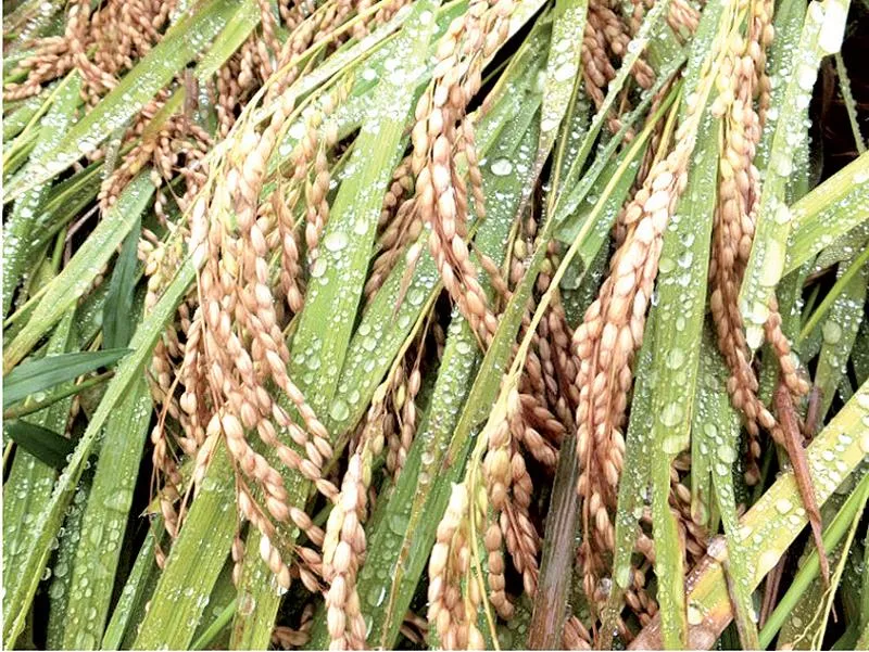 Nhật Bản cho bán thực phẩm biến đổi gen tân tiến