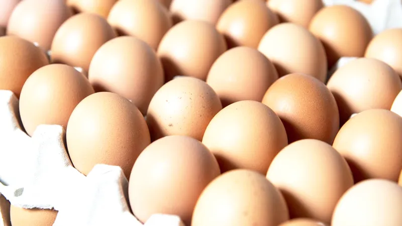 Australia thu hồi trứng nhiễm khuẩn salmonella