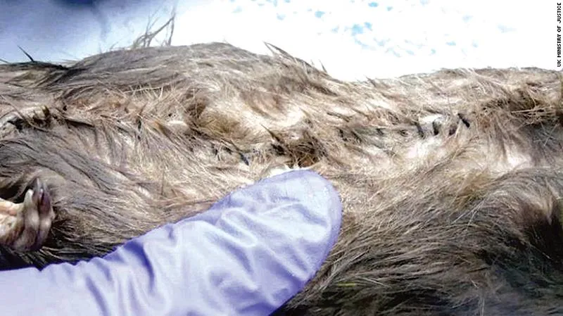 Dùng chuột đưa ma túy vào tù