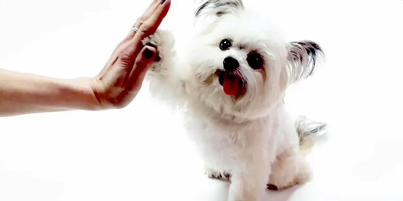 Thú cưng giúp người lớn tuổi khỏe hơn