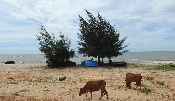 EVN muốn đổ 2.500.000m³  nạo vét cảng than ra biển Quảng Bình.