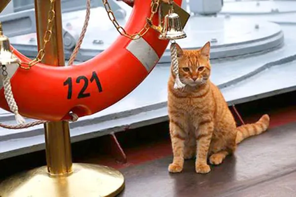 Mèo Nga đến Syria