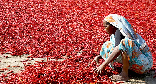 Ớt có thể làm giảm cân