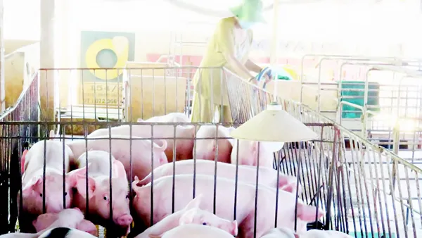 Nuôi heo theo tiêu chuẩn sạch, an toàn ở Long An. Ảnh: MAI HƯƠNG