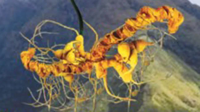 Lần đầu tiên tổ chức lễ hội sâm Ngọc Linh