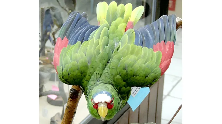 Phát hiện loài vẹt mới