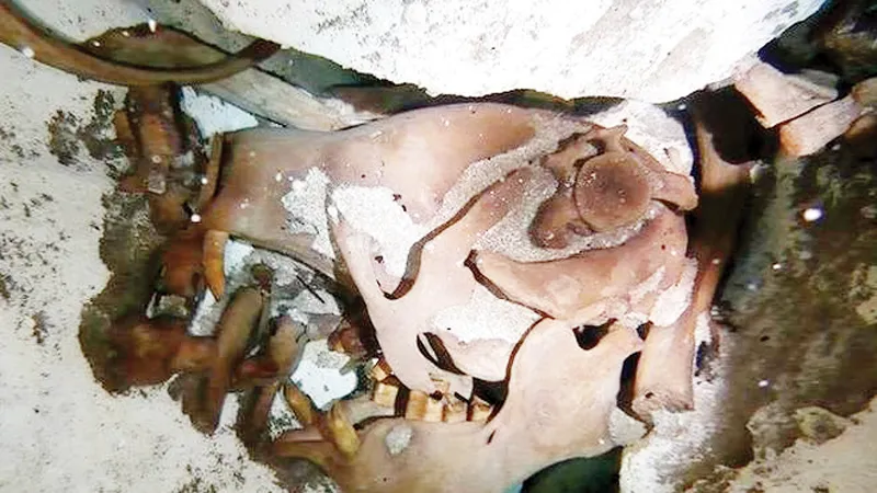 Hóa thạch lười khổng lồ