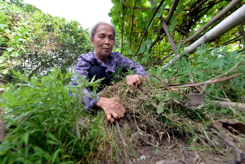 Những mảnh đời ẩn mình dưới núi chân chim… ảnh 3