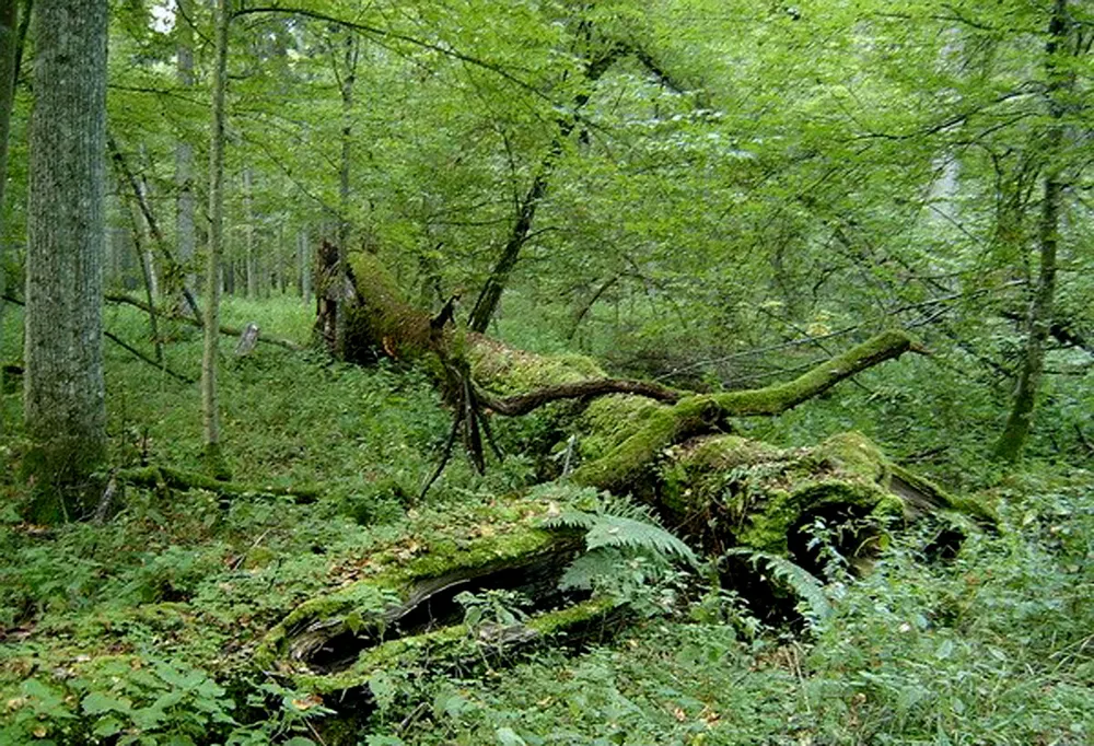 EU chỉ trích Ba Lan ảnh 1