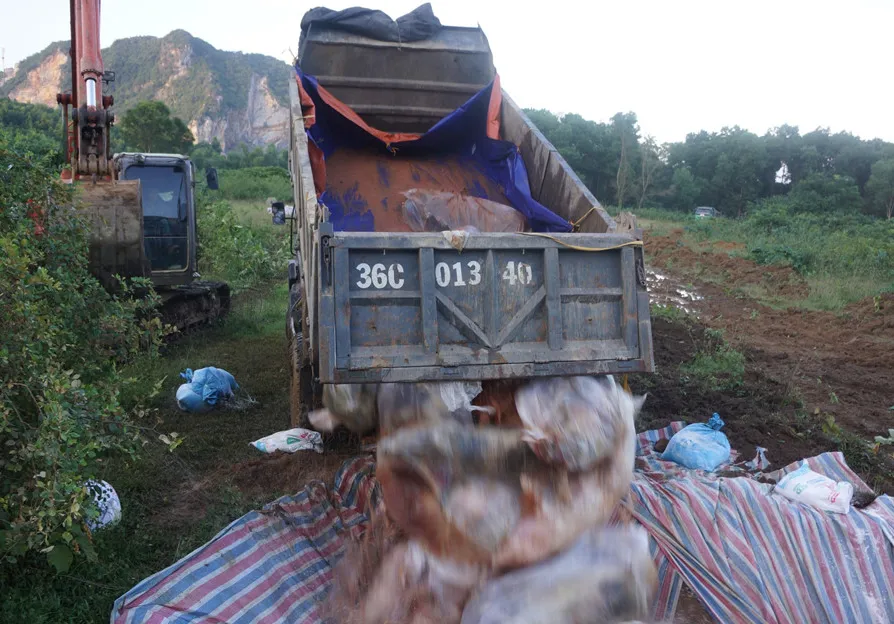 Nỗ lực tiêu hủy hơn 5.000 con lợn chết do mưa lũ ảnh 1