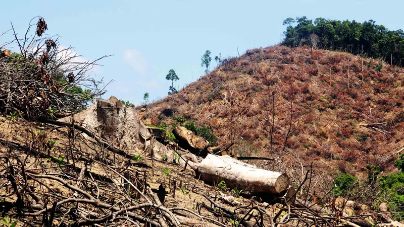 Rừng liên tục “biến mất” tại Bình Định: Chưa nghiêm thực hiện việc đóng cửa rừng! ảnh 1
