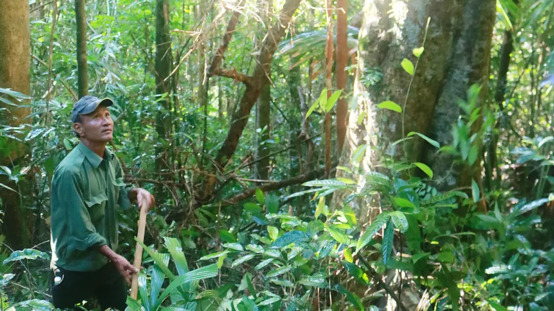 Ông Trần Văn Ba bám trụ giữ rừng Cà Nhông