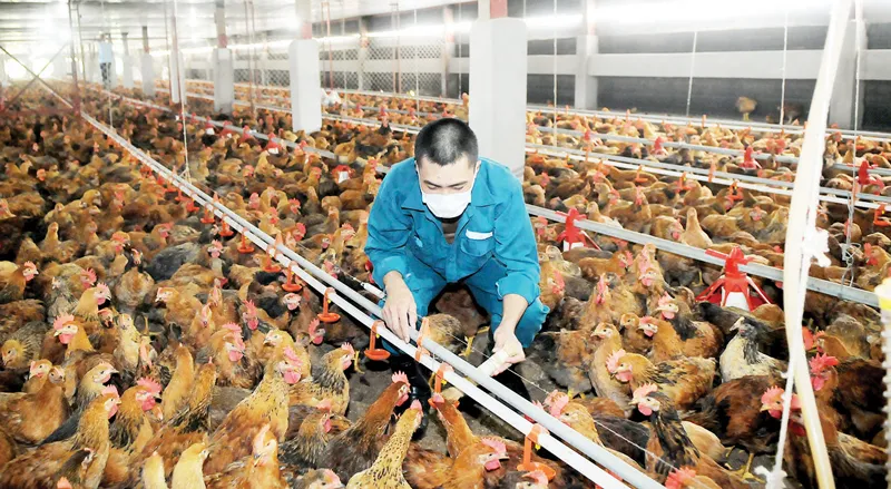 Nuôi gà cung ứng thị trường TPHCM và các tỉnh, thành tại Tổng Công ty Nông nghiệp Sài Gòn. Ảnh: CAO THĂNG