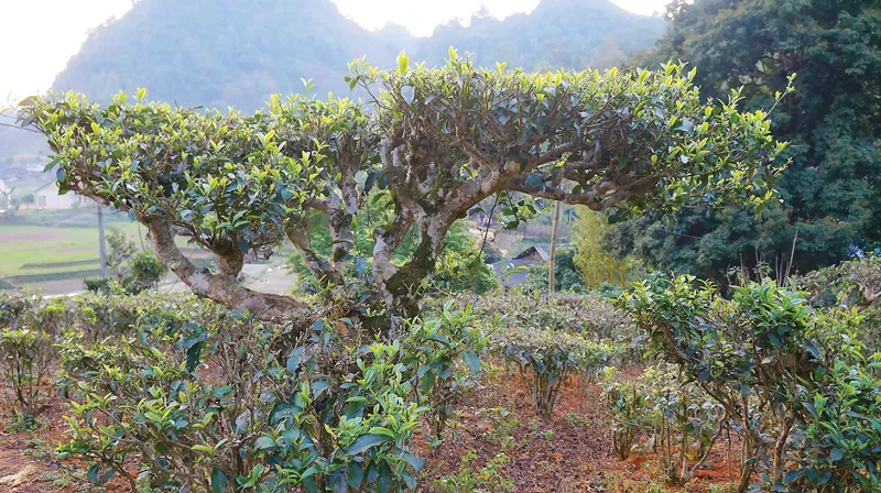 Thưởng trà ngày xuân ảnh 1