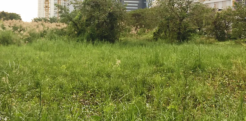 Chưa đền bù xong đã bán đất nền ảnh 1