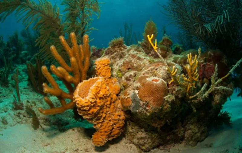 Phát hiện rạn san hô khổng lồ ở vùng Amazon