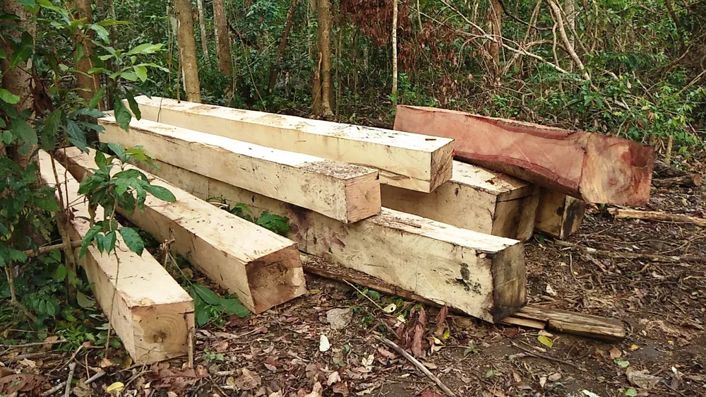 Rừng Tây Nguyên vẫn bị phá sau lệnh đóng cửa ảnh 2