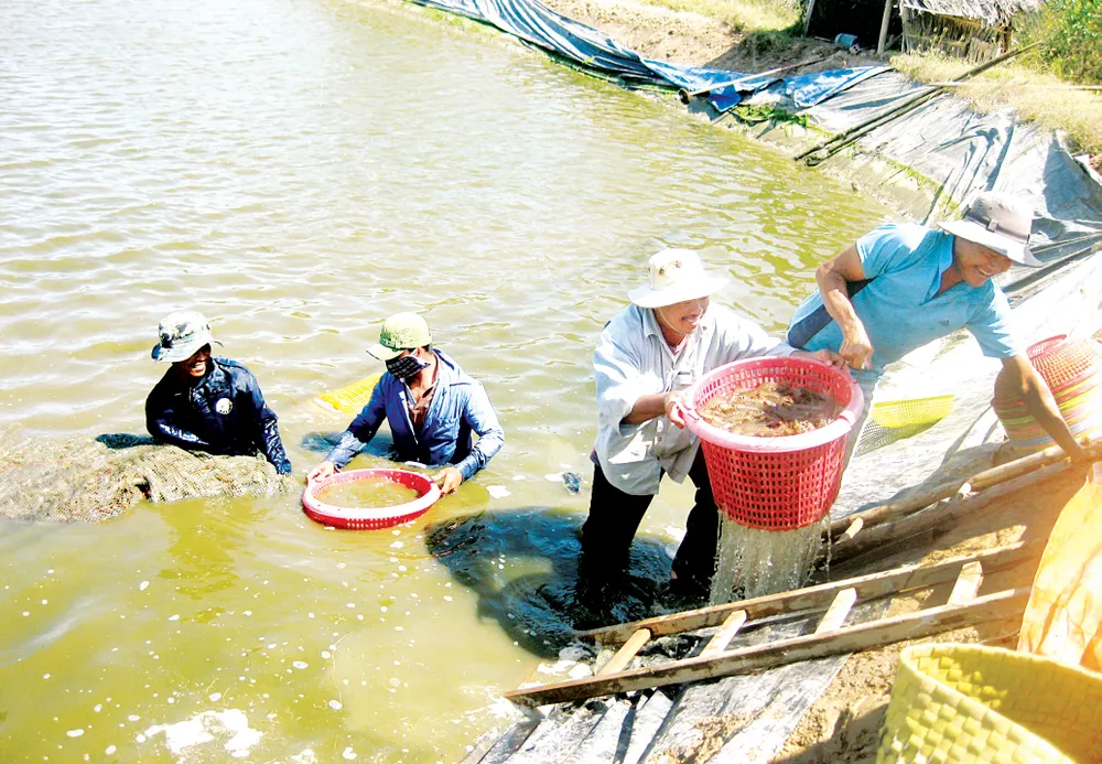 Tìm hướng đi mới cho con tôm ảnh 1