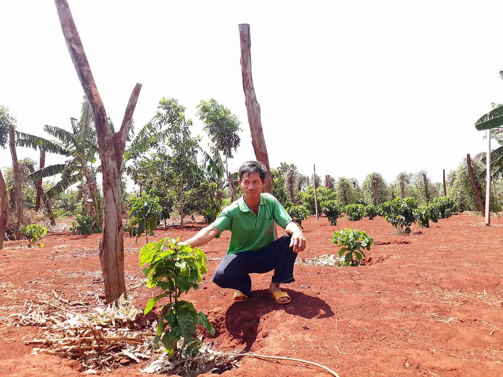 Tây Nguyên vỡ trận cây công nghiệp. Bài 1: Vỡ quy hoạch trước nhiều năm ảnh 1