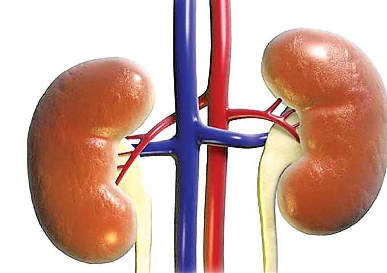 Tại sao đi tiểu 2 lần/đêm thì nguy cơ suy thận cao? ảnh 1