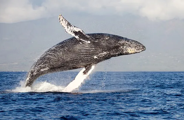 Ô nhiễm tiếng ồn làm tắt “tiếng hát đại dương”