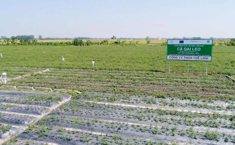 Tan biến nỗi lo phải chữa bệnh bằng “rác thuốc“ ảnh 1