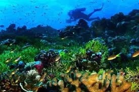 Tìm giải pháp mới đảo ngược tác động tiêu cực với đại dương