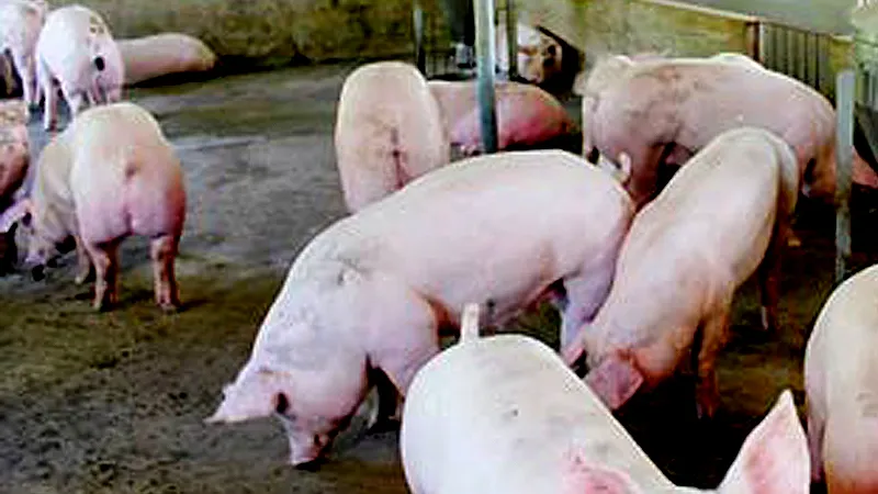 Để giảm thiểu thiệt hại từ dịch tả heo châu Phi: Nên áp dụng công nghệ cao vào xử lý dịch bệnh