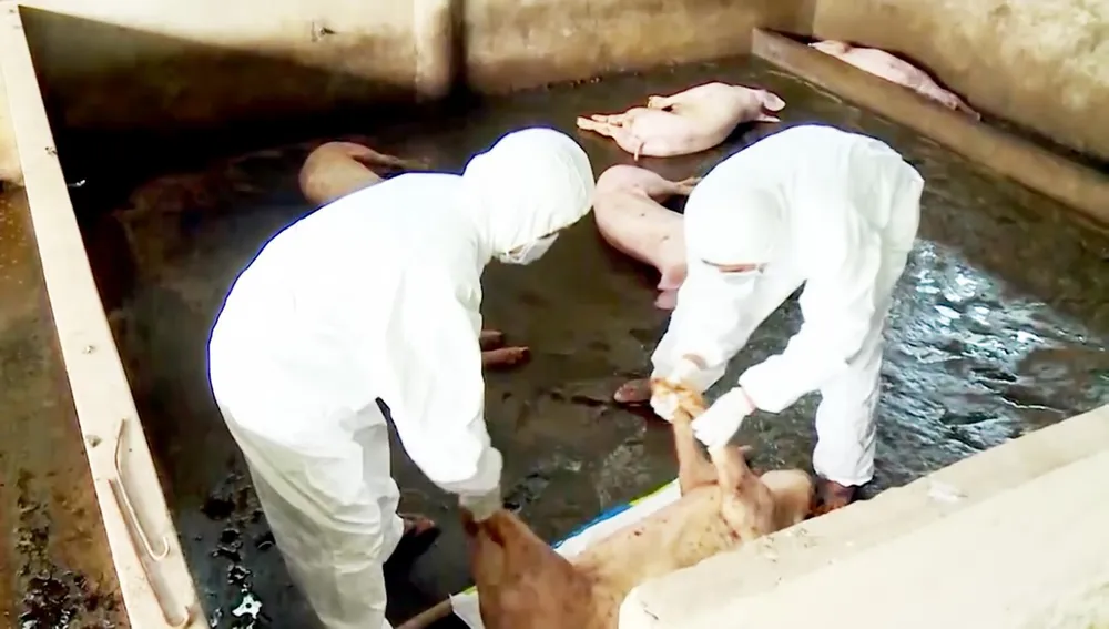 Tái cơ cấu ngành chăn nuôi, chú trọng gia súc ăn cỏ ảnh 1