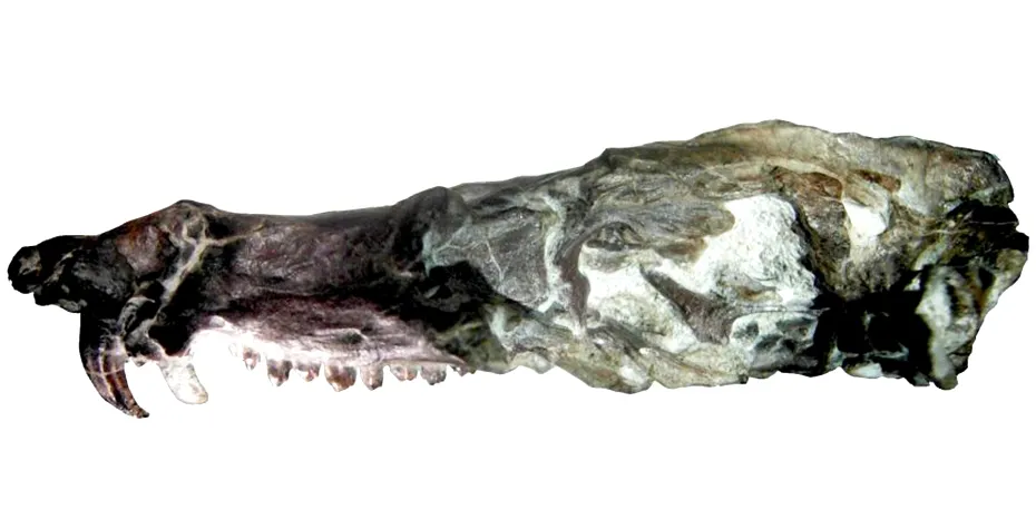 Phát hiện hóa thạch giống con sóc trong phim Kỷ băng hà