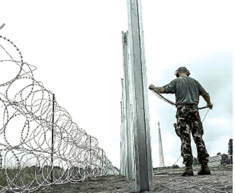 Dùng hàng rào điện phòng dịch tả heo châu Phi