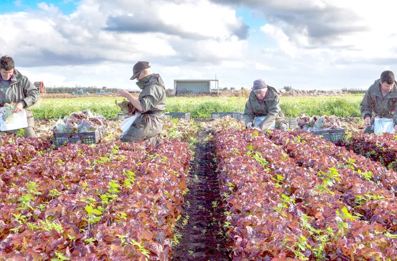 Nông dân Anh sẽ được hỗ trợ để chuyển hướng trồng trọt