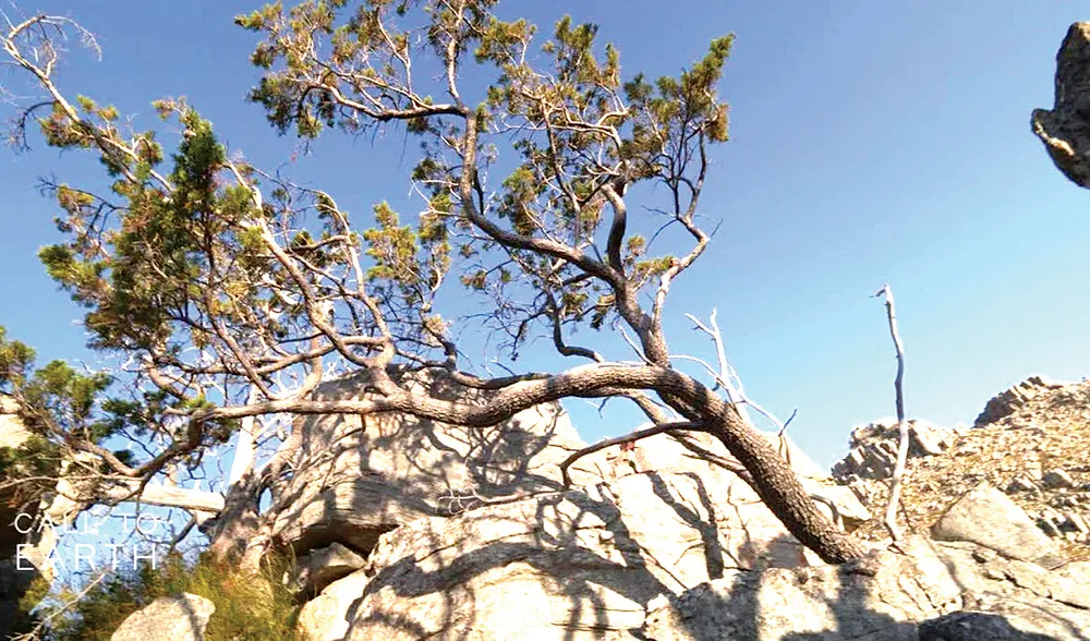 Cây hơn 220 triệu năm bị đe dọa 