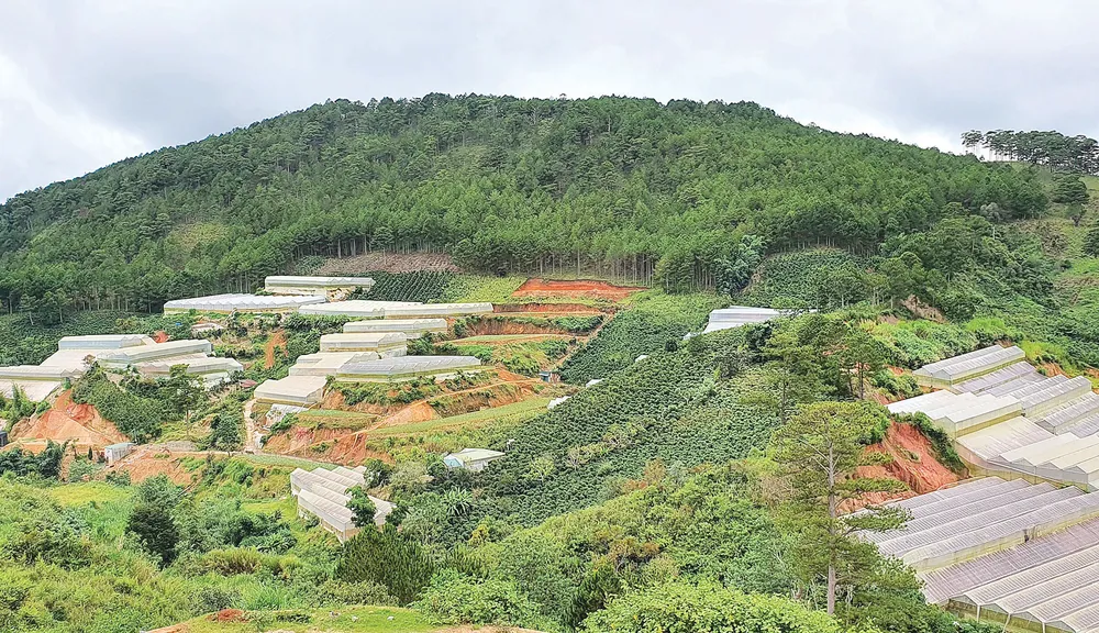 Muôn kiểu phá rừng - Bài 1: Rừng bị rỗng ruột ảnh 2