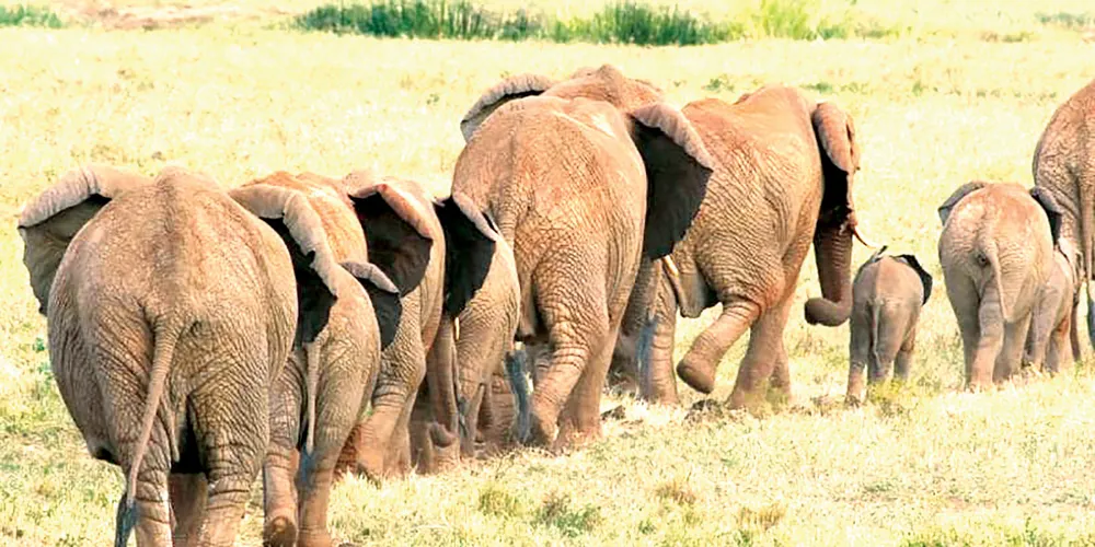 Angola nhận hồi hương hàng chục ngàn con voi