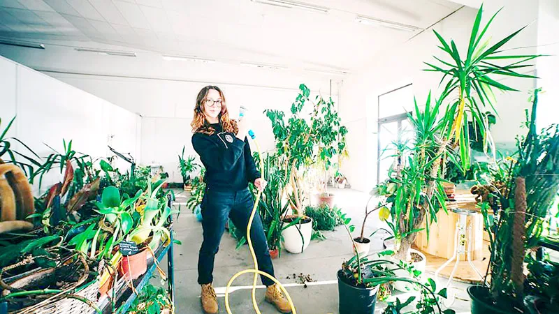 Virkete phát hiện rất nhiều người tặng cây vì đủ loại lý do khác nhau