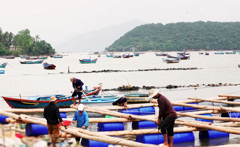Thủ phủ tôm hùm Sông Cầu (tỉnh Phú Yên) bắt đầu hồi sinh sau bão lũ