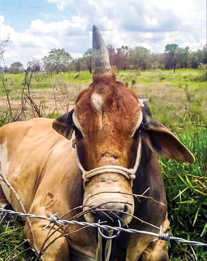 Năm Sửu nói chuyện lạ trâu, bò ảnh 4