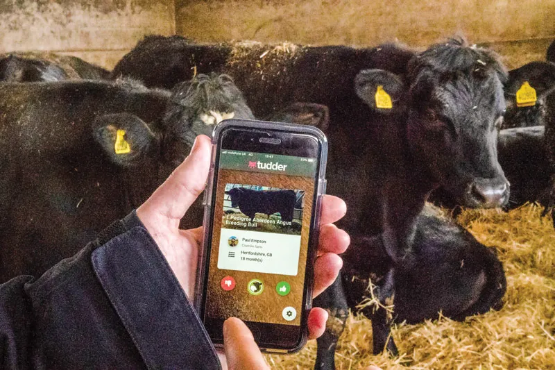 Năm Sửu nói chuyện lạ trâu, bò ảnh 6