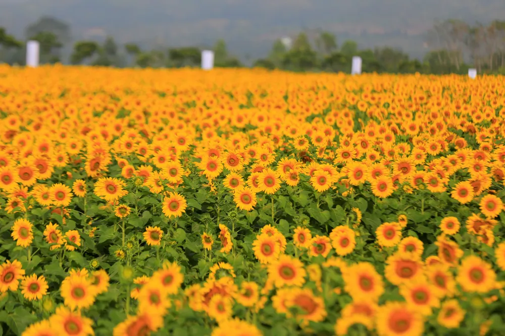 TH true MILK đạt giải Vàng Chất lượng quốc gia 2019 - 2020 ảnh 3