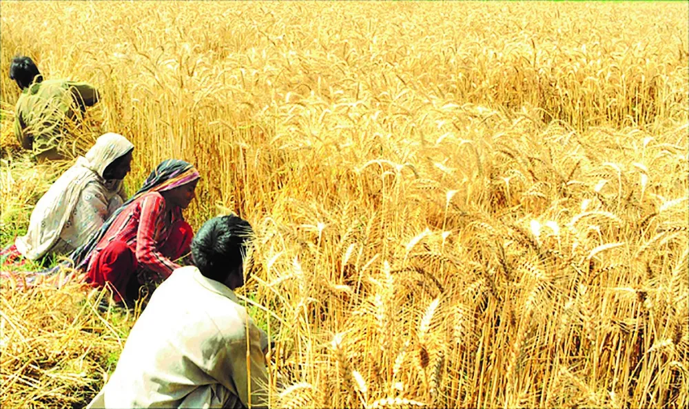 Khủng hoảng lương thực toàn cầu ngày càng trầm trọng