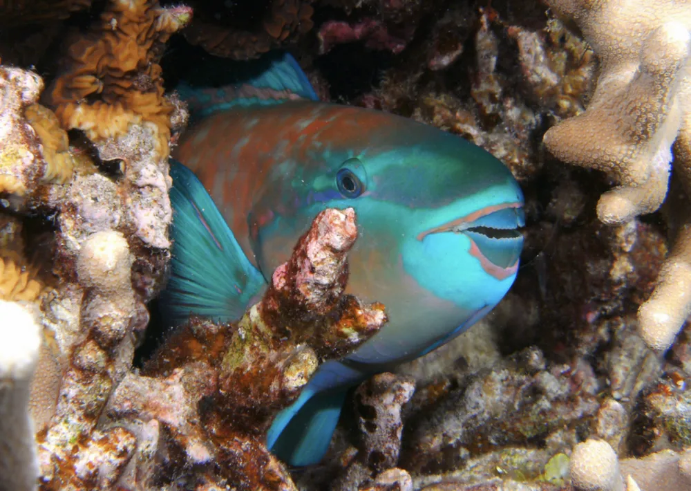 San hô chết, cá mó vẫn sống khỏe ảnh 2